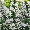 ILLUMINATI TOWER® Mockorange - Philadelphus - Low Grower - 4" Pot