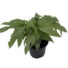 Philodendron Amydrium Medium Silver - 4" Pot