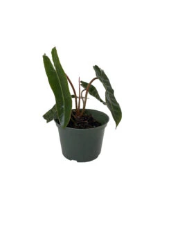 Rare Billietiae Philodendron - Easy To Grow House Plant - 6" Pot