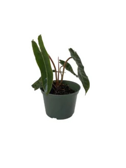 Rare Billietiae Philodendron - Easy To Grow House Plant - 6" Pot