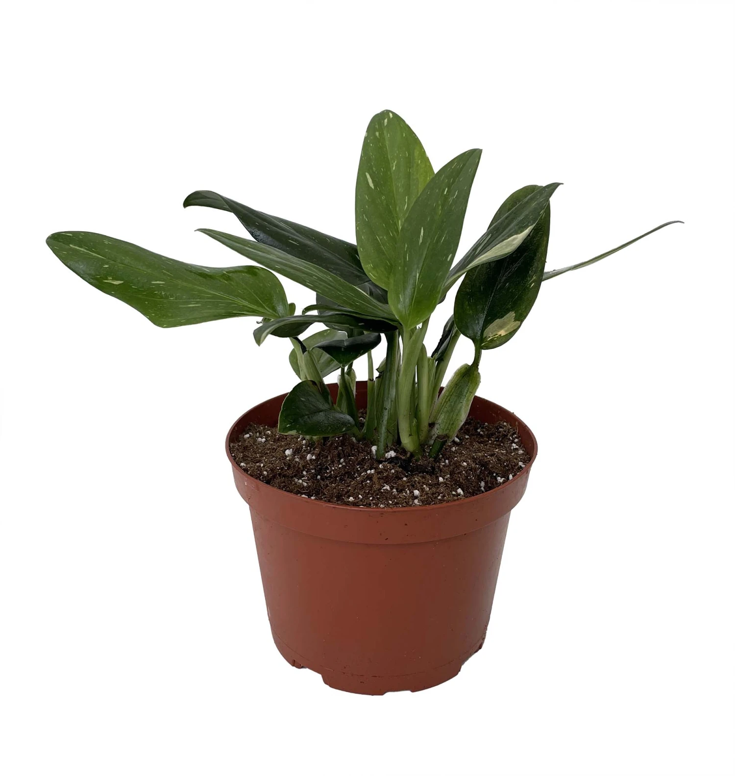 Rare Cobra Philodendron - Easy To Grow House Plant -6" Pot - Image 2