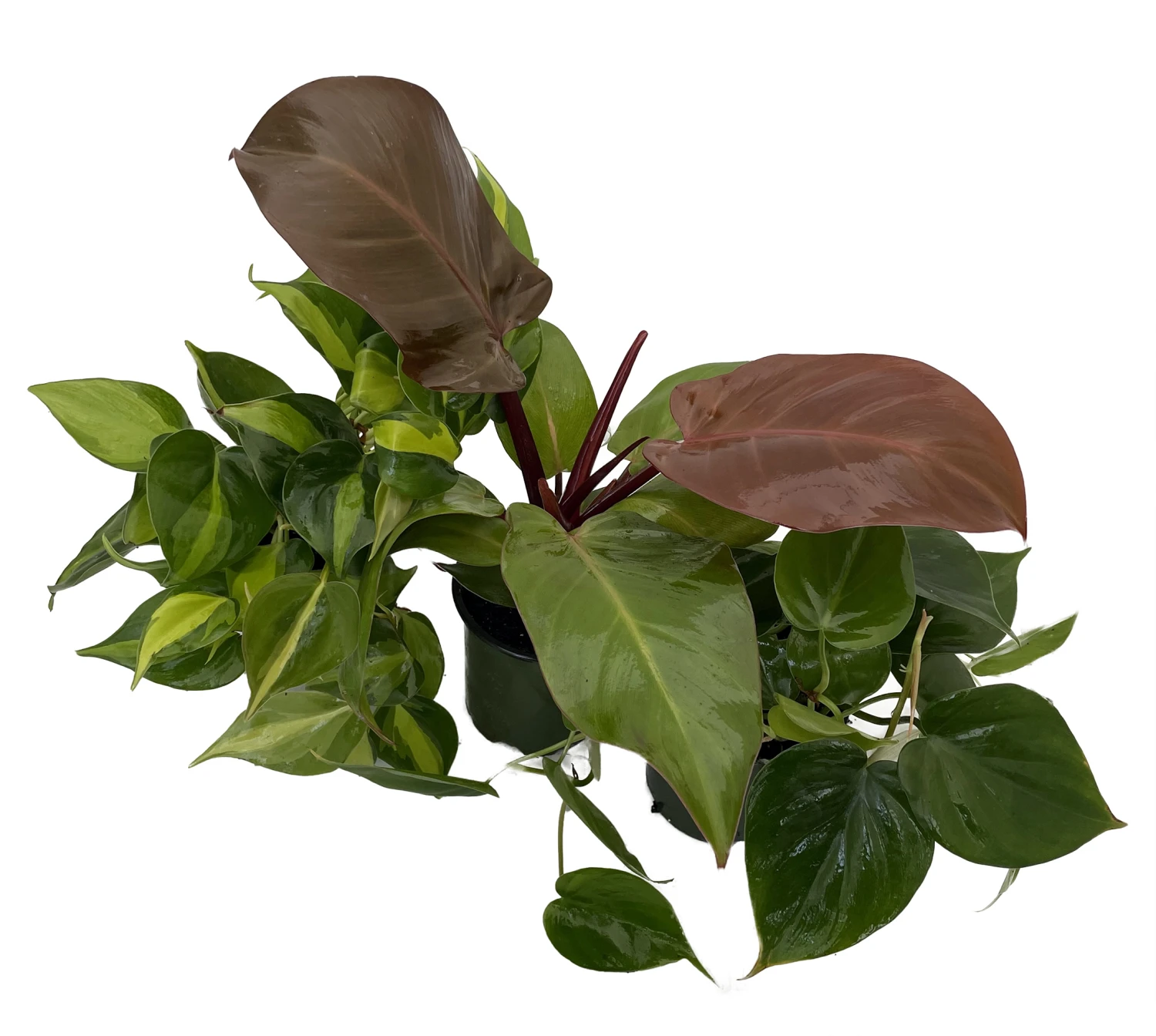 Philodendron Assortment - 3 Pack In 4" Pots - Image 2