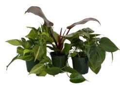 Philodendron Assortment - 3 Pack In 4" Pots