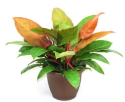 Prince Of Orange Philodendron - Easy To Grow - 6" Pot