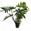 Dubium Philodendron - 4" Pot With Support Stake - Collector's Series