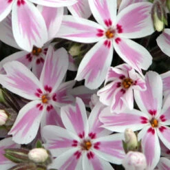 Candy Stripe Creeping Phlox Perennial - Gallon Pot
