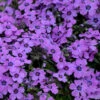Eye Shadow Creeping Phlox Perennial - Gallon Pot