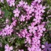 Phlox Trot™ Pink Creeping Phlox Subulata Perennial - Quart Pot