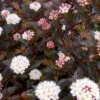 Summer Wine® Black Ninebark Shrub - NEW - Showy Flower - Hardy - Proven Winners