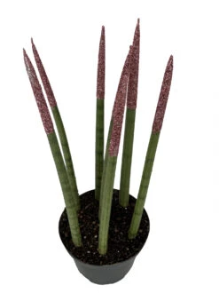 Make-Upz Glitter Pink Bamboo Shoots Snake Plant - Sansevieria - 6" Pot