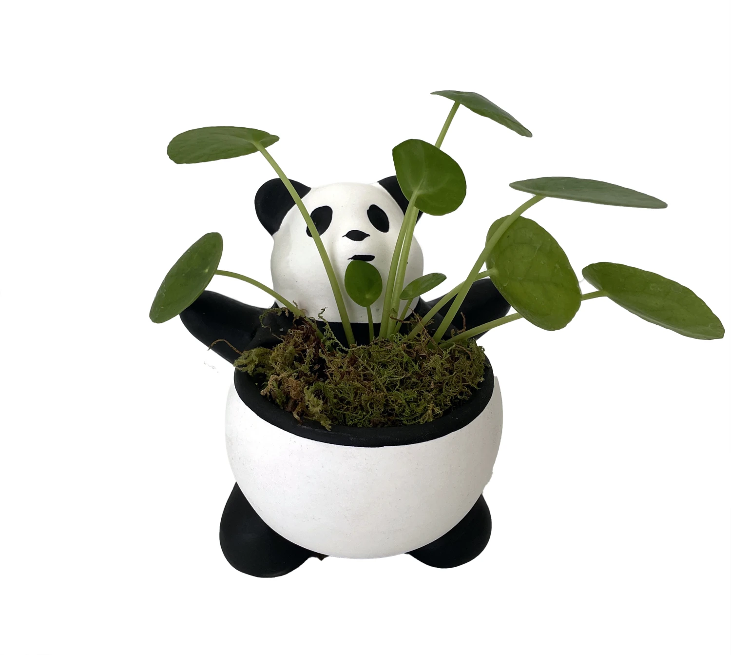 Lucky Panda Planter With Chinese Money Plant And Sheet Moss - 4.5" X 4.75" - Image 2