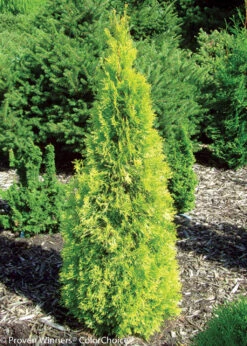 Polar Gold® Arborvitae - Thuja - Evergreen - Proven Winners - 4" Pot