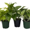 Pothos Plant Assortment - 3 Pack In 4" Pots