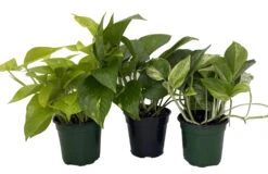 Pothos Plant Assortment - 3 Pack In 4" Pots