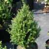 Patti O™ Japanese Holly - Ilex Crenata - 4" Pot - Proven Winners