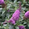 Pugster Periwinkle® Butterfly Bush - 4" Pot - Buddleia - Proven Winners