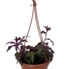 Purple Passion Plant - 6" Hanging Basket - Gynura