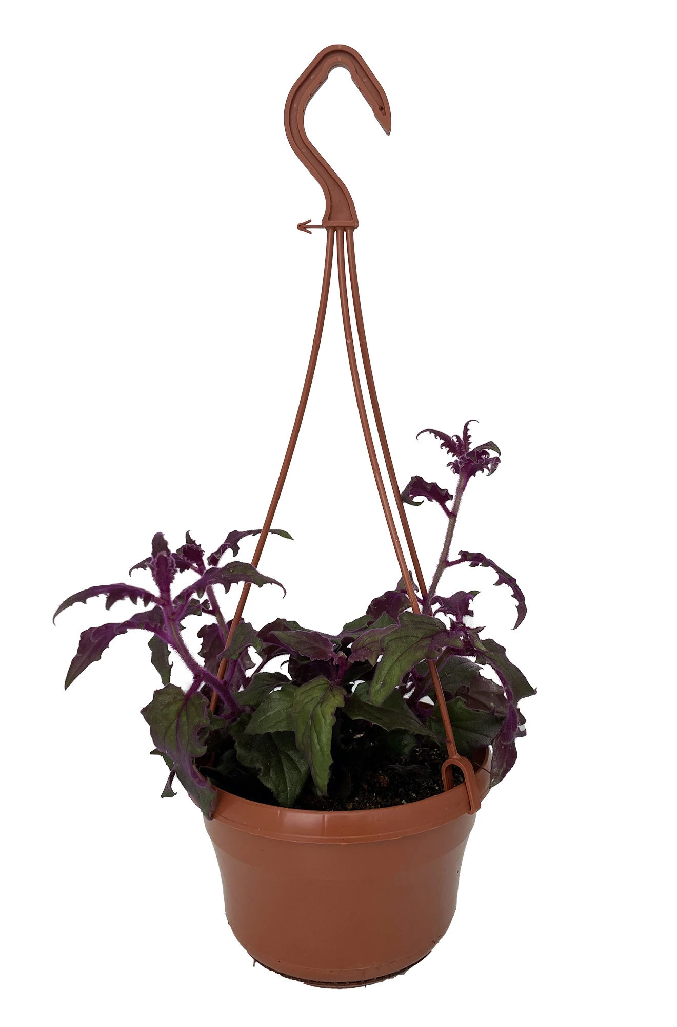 Purple Passion Plant - 6" Hanging Basket - Gynura
