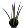 Make-Upz Glitter Purple Bamboo Shoots Snake Plant - Sansevieria - 6" Pot