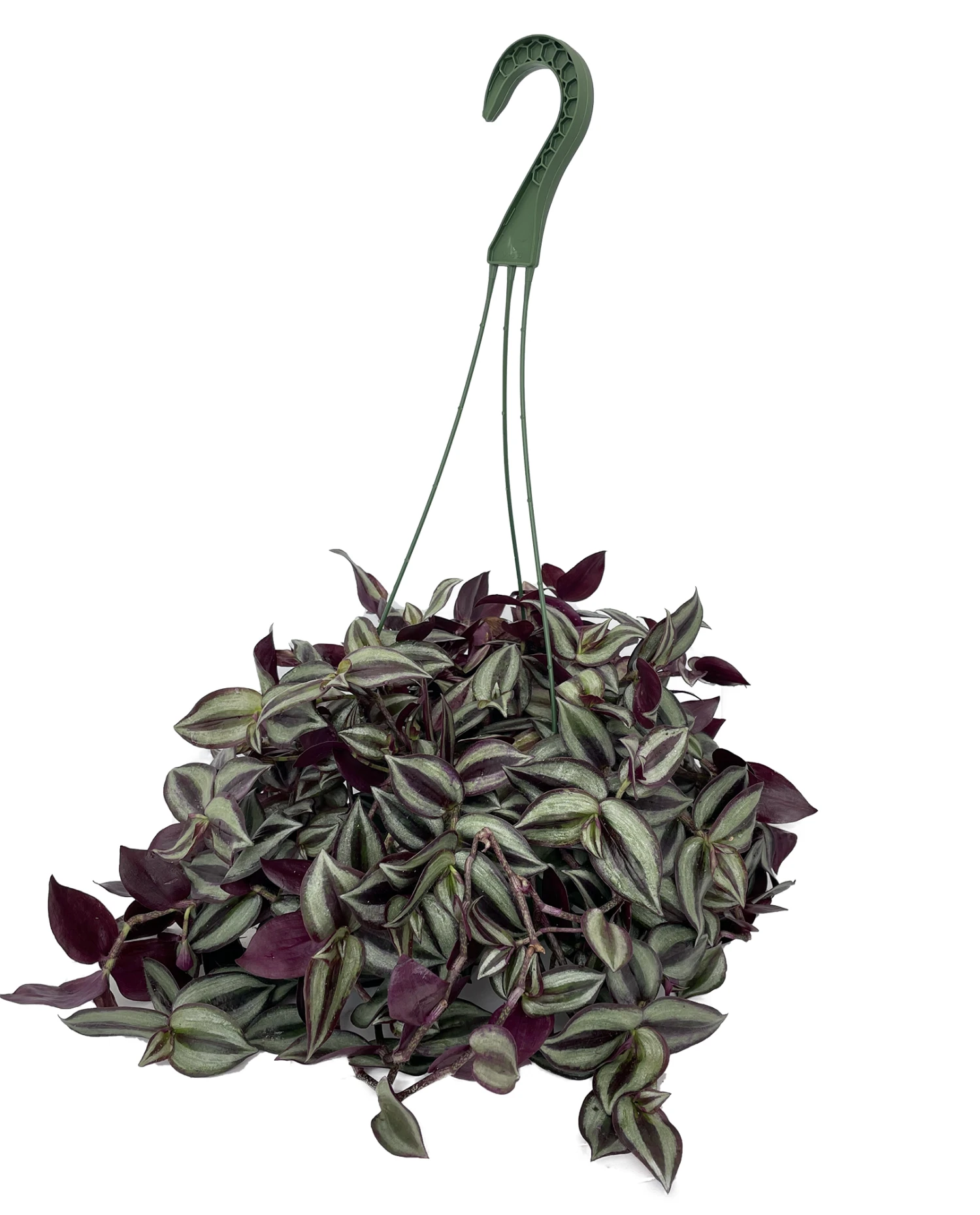 Purple Tradescantia - 6" Hanging Basket - Easy To Grow House Plant