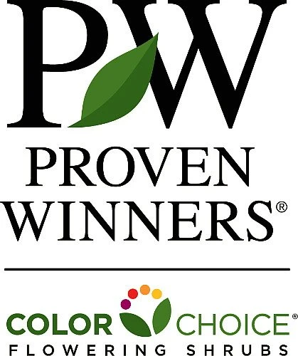 Brandywine™ Viburnum Shrub - Beautiful Berries/Hardy - Proven Winners - 4" Pot - Image 3