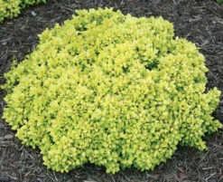 SUNJOY® Mini Saffron Berberis Thunbergii 'Kasia' PPAF - Proven Winners - 4" Pot