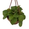 Rana Verde Rippled Peperomia Chinese Money Plant - 4" Mini Hanging Basket