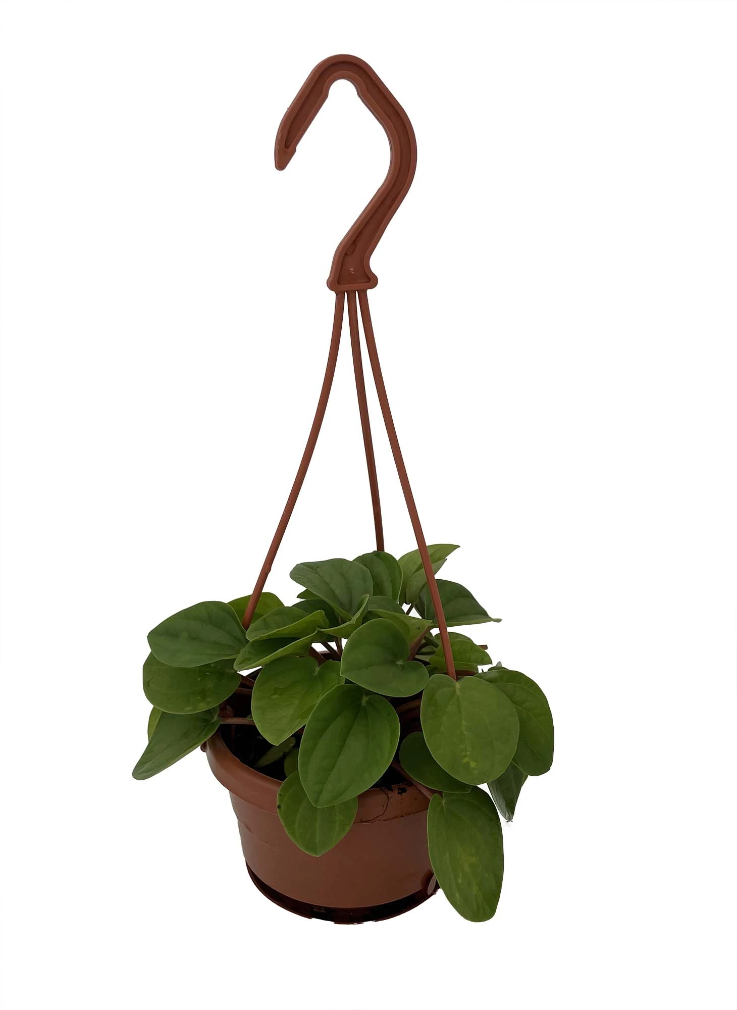 Rana Verde Rippled Peperomia Chinese Money Plant - 4" Mini Hanging Basket - Image 2