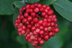 Red Balloon™ Viburnum Shrub - Proven Winners