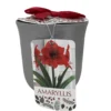 Red Lion Silver Ceramic Amaryllis Kit - Bulb/Ceramic Vase/Planting Medium