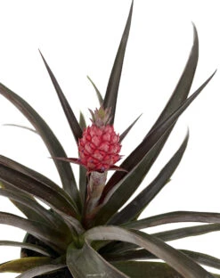 Red Pineapple Plant - Ananas Bracteatus - Great Indoors/Out - 5" Pot