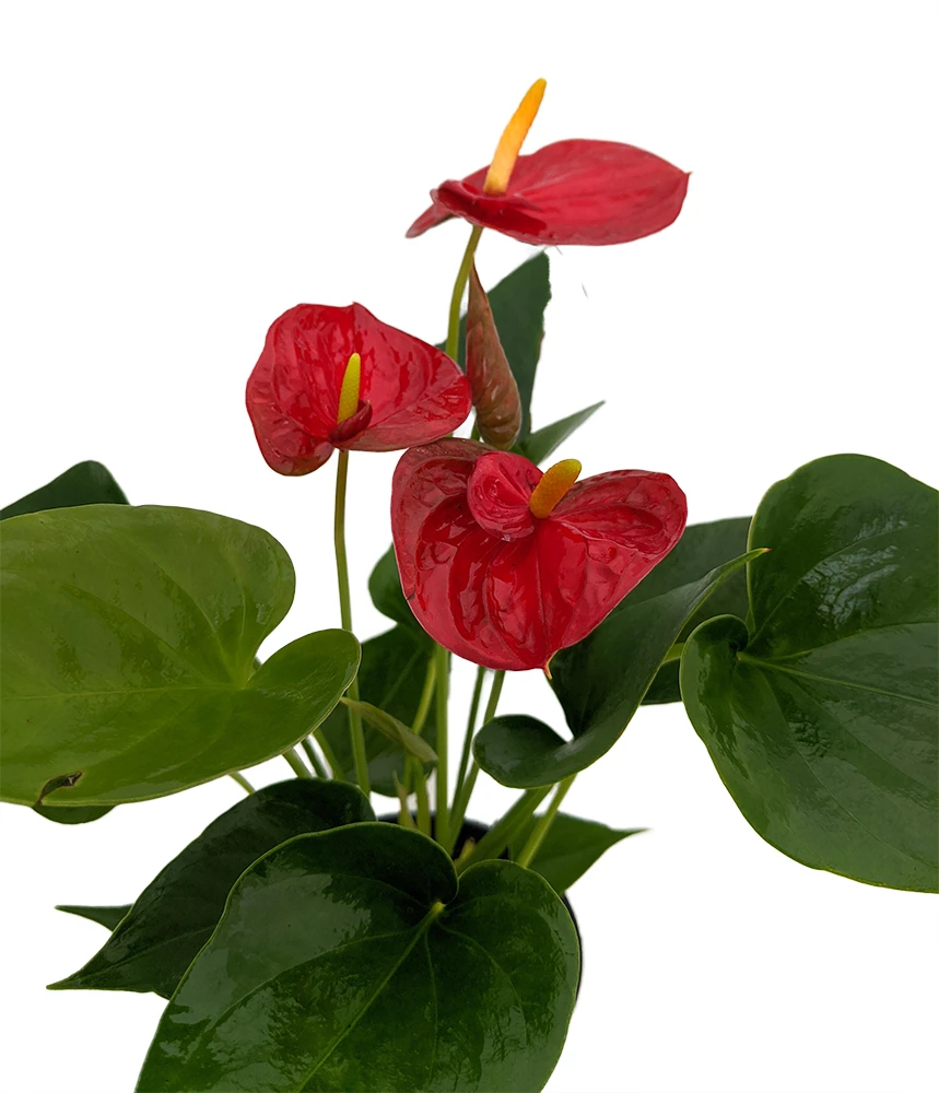 Red Heart Anthurium Plant - 6" Hanging Basket - Easy Blooming House Plant - Image 2