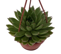 Red Tip Lipstick Desert Rose Succulent - Echeveria - 4" Mini Hanging Basket