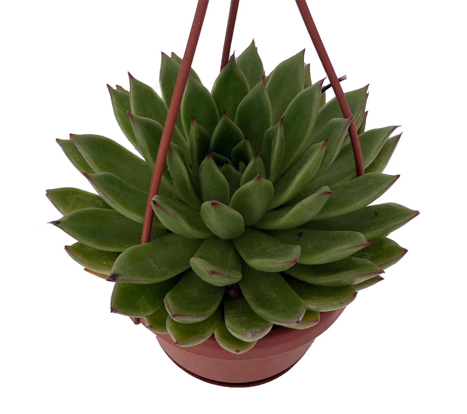 Red Tip Lipstick Desert Rose Succulent - Echeveria - 4" Mini Hanging Basket