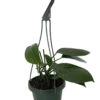 SALE - Dragon Tail Philodendron - Rhaphidorphora Decursiva - 6" Hanging Basket