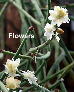 Drunkard's Dream Cactus/Spice Cactus - Rhipsalis - 5 Pack - 2" Pots - Image 2