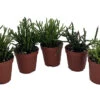 Drunkard's Dream Cactus/Spice Cactus - Rhipsalis - 5 Pack - 2" Pots