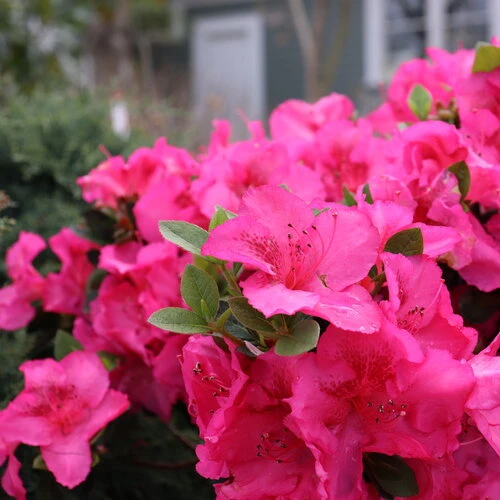 Perfecto Mundo® Epic Pink™ Reblooming Azalea - Rhododendron - 4" Pot - Image 2