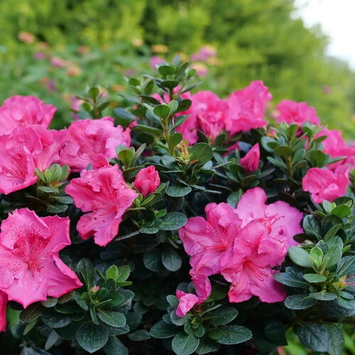 Perfecto Mundo® Epic Pink™ Reblooming Azalea - Rhododendron - 4" Pot