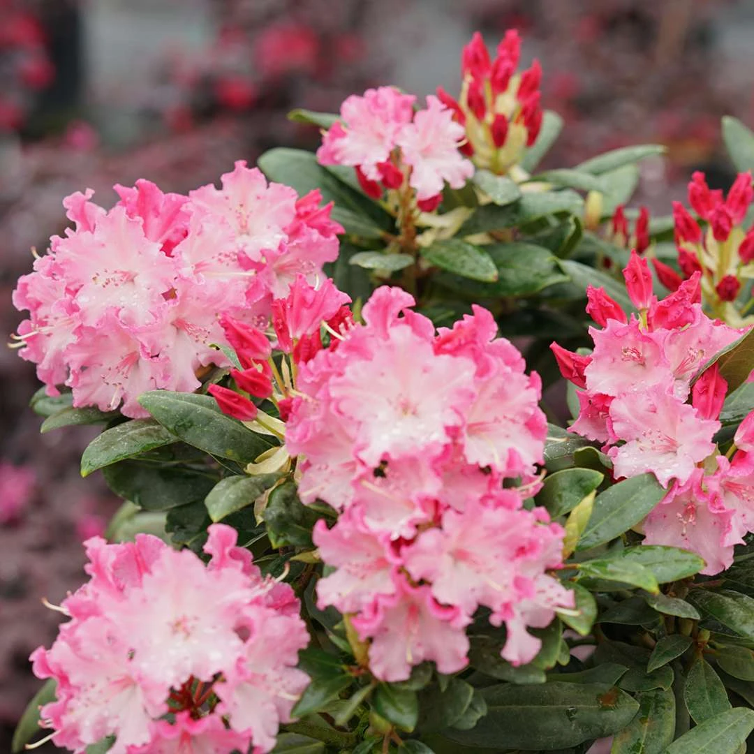 Dandy Man® COLOR WHEEL® Rhododendron - Quart Pot - Proven Winners - Image 3