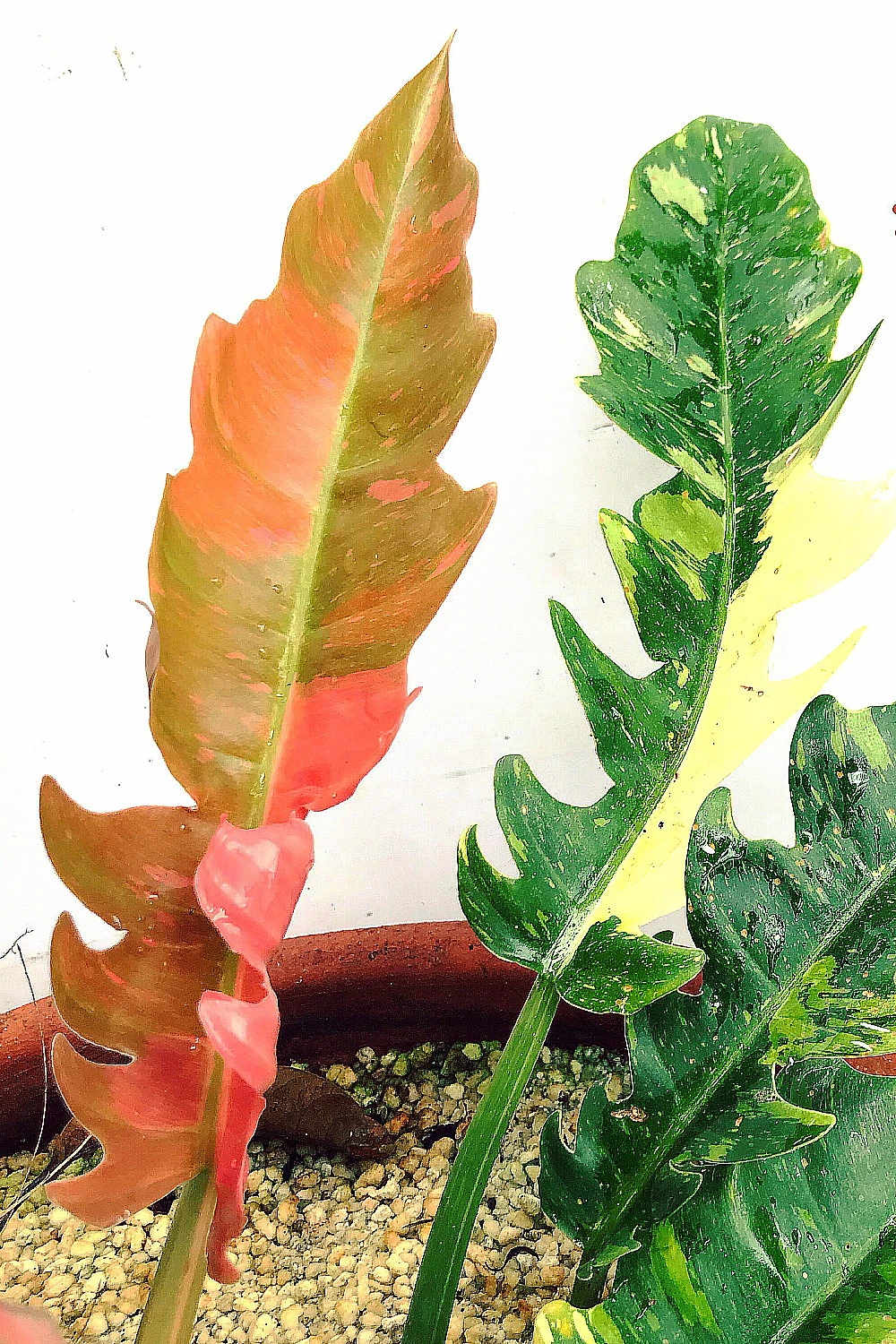 Rarest In The World! Ring Of Fire Philodendron - 4" Pot - Image 7