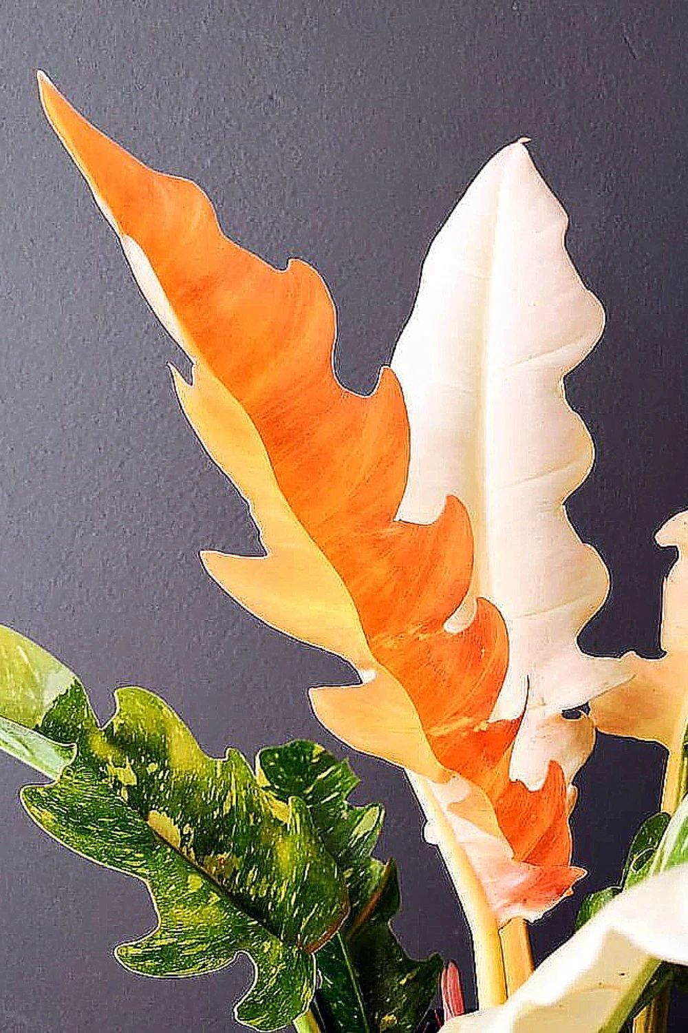 Rarest In The World! Ring Of Fire Philodendron - 4" Pot - Image 6