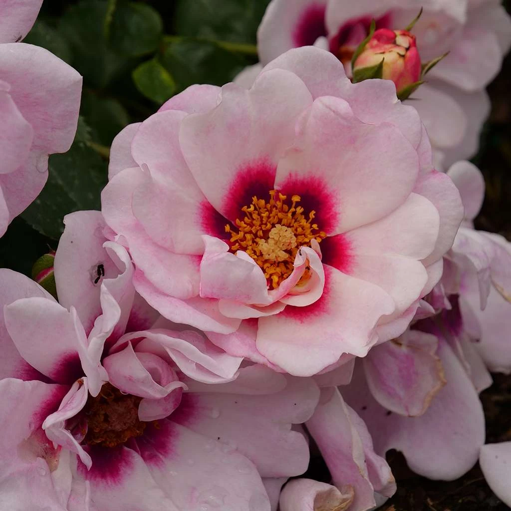 RINGO® Double Pink Landscape Rose - Proven Winners - 4" Pot - Image 2