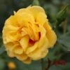 Rise Up™ Ringo® Climbing Rose - Proven Winners - 4" Pot