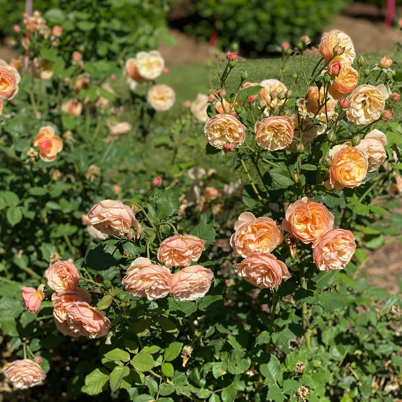 FLAVORETTE⢠Honey-Apricot Rose - Proven Winners - 4" Pot - Image 4