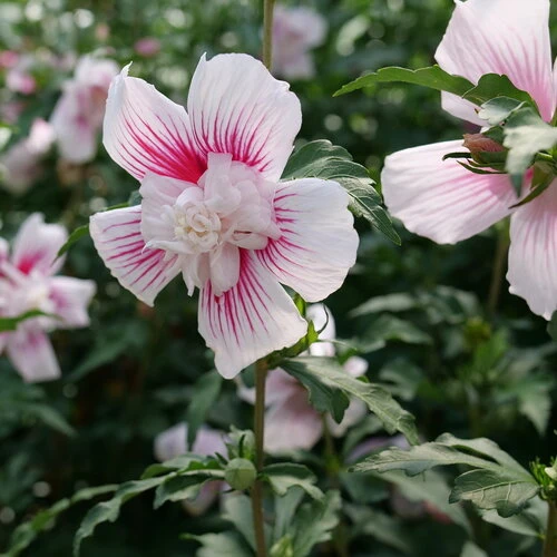 Starblast Chiffon™ Rose Of Sharon - Hibiscus Syriacus - Proven Winners - 4" Pot - Image 2
