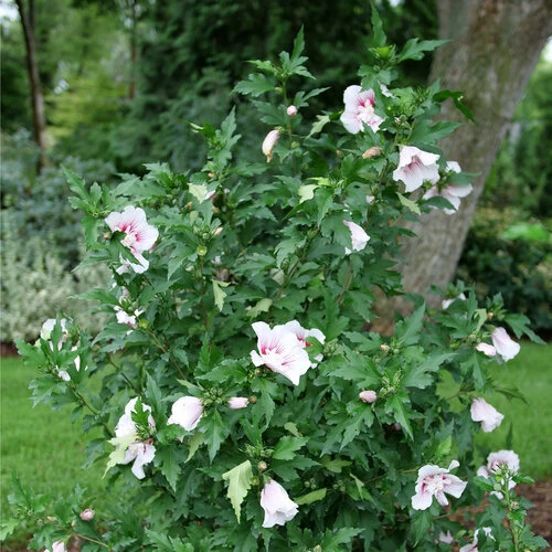 Starblast Chiffon™ Rose Of Sharon - Hibiscus Syriacus - Proven Winners - 4" Pot - Image 3