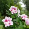 Starblast Chiffon™ Rose Of Sharon - Hibiscus Syriacus - Proven Winners - 4" Pot