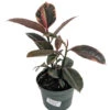 Strawberry & Cream Ruby Rubber Tree Plant - Ficus - 6" Pot