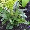 Edible Bloodwort/Sorrell - Quart Pot - Rumex Sanguineus - Hardy Perennial